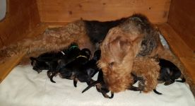 Welpen U-Wurf (Bild #12)