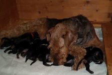 Welpen U-Wurf (Bild #13)