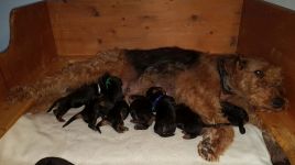 Welpen U-Wurf (Bild #14)