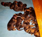 Welpen U-Wurf (Bild #15)