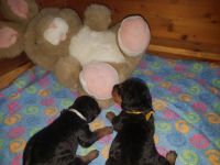 Welpen U-Wurf (Bild #16)