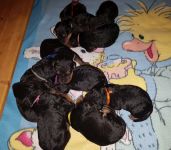 Welpen U-Wurf (Bild #17)