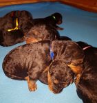 Welpen U-Wurf (Bild #19)