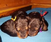 Welpen U-Wurf (Bild #20)