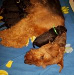 Welpen U-Wurf (Bild #21)