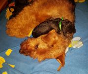 Welpen U-Wurf (Bild #22)