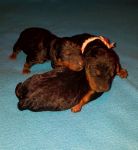 Welpen U-Wurf (Bild #5)