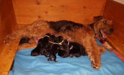 Welpen U-Wurf (Bild #6)