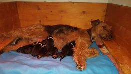 Welpen U-Wurf (Bild #7)