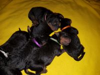 Welpen U-Wurf (Bild #9)