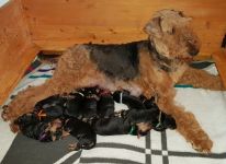 Welpen V-Wurf (Bild #1)