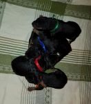 Welpen V-Wurf (Bild #2)