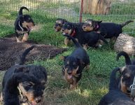 Welpen V-Wurf (Bild #5)