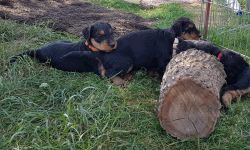 Welpen V-Wurf (Bild #6)