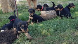 Welpen V-Wurf (Bild #7)