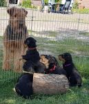 Welpen V-Wurf (Bild #8)