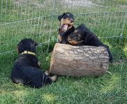 Welpen V-Wurf (Bild #9)