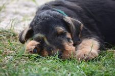 Welpen V-Wurf (Bild #11)