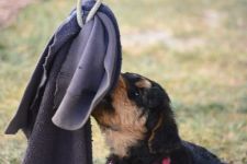 Welpen V-Wurf (Bild #12)