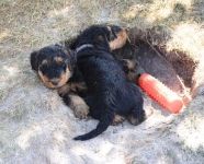 Welpen V-Wurf (Bild #13)