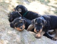 Welpen V-Wurf (Bild #14)