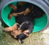 Welpen V-Wurf (Bild #15)