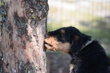 Welpen V-Wurf (Bild #16)