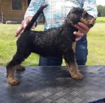 Welpen V-Wurf (Bild #18)