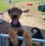 Welpen V-Wurf (Bild #22)