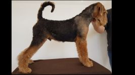 Welpen V-Wurf (Bild #23)