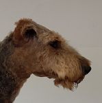 Welpen V-Wurf (Bild #24)