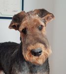 Welpen V-Wurf (Bild #25)