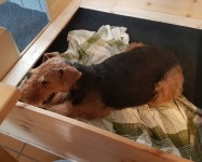 Welpen A-Wurf (Bild #1)