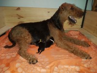 Welpen A-Wurf (Bild #2)