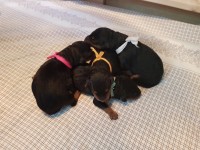 Welpen A-Wurf (Bild #3)