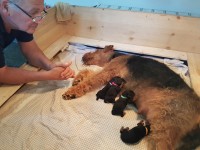 Welpen A-Wurf (Bild #4)