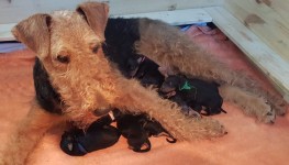 Welpen A-Wurf (Bild #5)