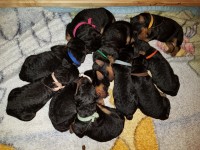 Welpen A-Wurf (Bild #6)