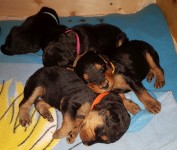 Welpen A-Wurf (Bild #8)