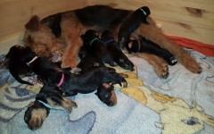 Welpen A-Wurf (Bild #10)