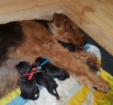 Welpen B-Wurf (Bild #1)