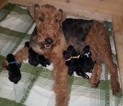 Welpen B-Wurf (Bild #2)