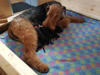 Welpen B-Wurf (Bild #6)