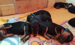 Welpen B-Wurf (Bild #8)