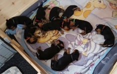 Welpen B-Wurf (Bild #10)