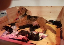 Welpen B-Wurf (Bild #11)