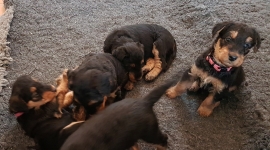 Welpen B-Wurf (Bild #15)