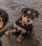 Welpen B-Wurf (Bild #16)