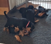 Welpen B-Wurf (Bild #17)