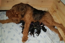 Welpen B-Wurf (Bild #1)